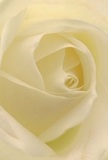 This image places you at the heart of a Milton Keynes rose-a bloom that invites you to nestle within its cream-white embrace. Each petal unfolds with gentle grace, their texture as soft as a whispered promise, pearl-like at the centre and feather-light along the edges. The close view reveals the peaceful transitions from one petal to another, shadows curling gently within, much like the quiet beauty of Linford Wood in early morning light. The atmosphere is calm, rich with a sense of anticipation-perfect for marking life's significant moments, whether sending sympathy, celebrating admiration, or wishing someone hope and comfort. The faint, sweet scent of the rose lingers softly in the mind, as if carried on a Milton Keynes breeze through open windows. To a discerning florist, every aspect of the composition reflects the care, experience, and artistry that make local arrangements both meaningful and memorable. It's a tender tribute to life's new chapters and heartfelt gestures, hand-delivered with sensitivity throughout the city.